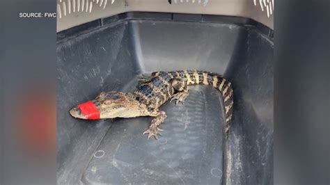Florida woman ‘borrows’ alligator for birthday celebration, faces charges